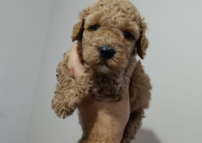 Poodle bebeklerimiz